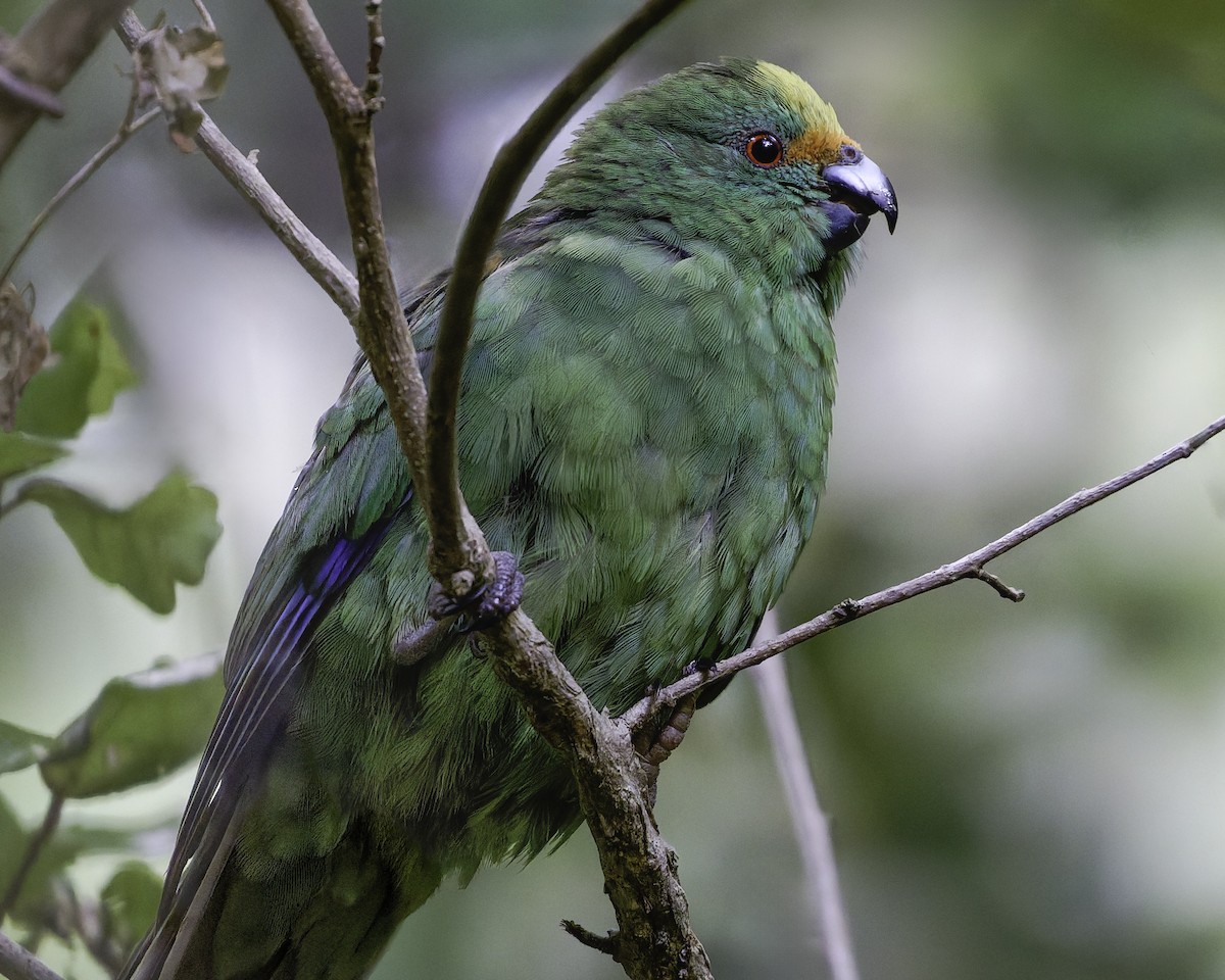 Malherbe's Parakeet - ML642340474