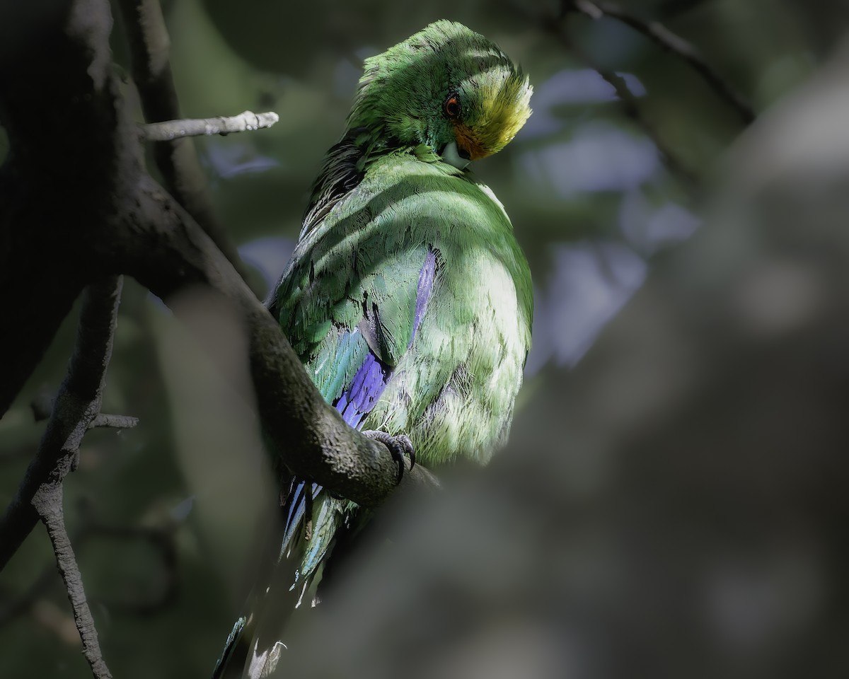 Malherbe's Parakeet - ML642340475