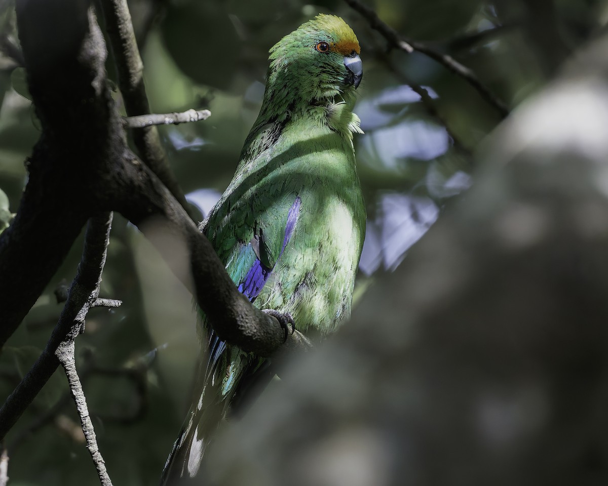 Malherbe's Parakeet - ML642340476