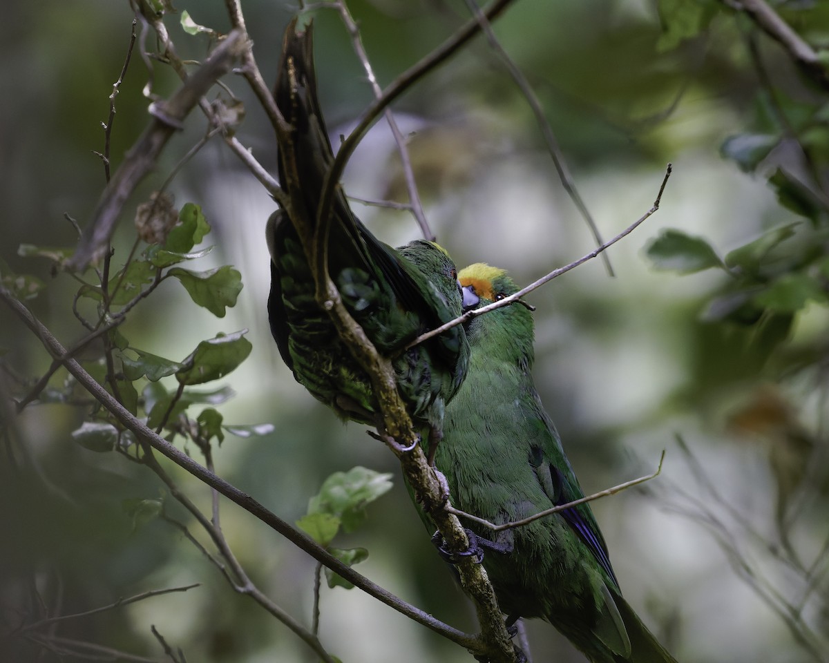 Malherbe's Parakeet - ML642340477