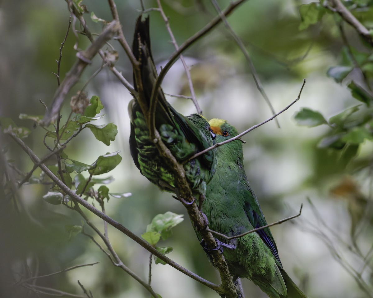 Malherbe's Parakeet - ML642340478