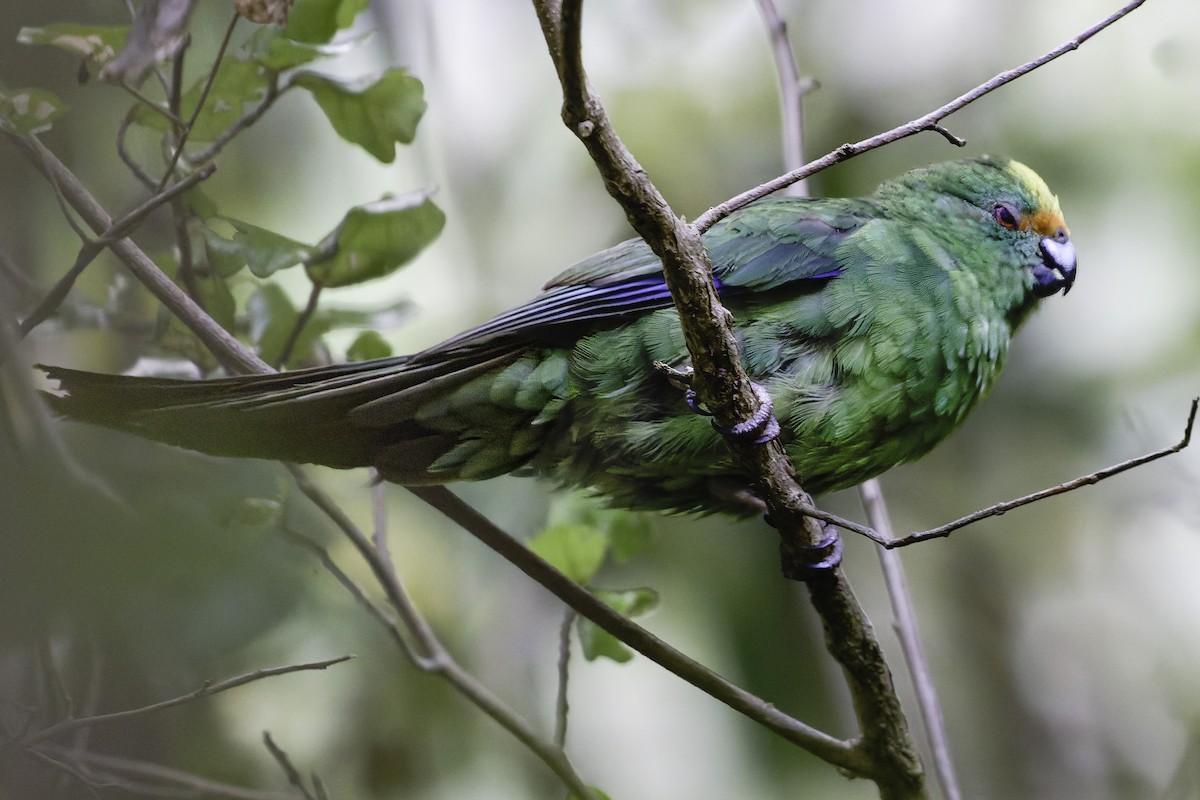Malherbe's Parakeet - ML642340479