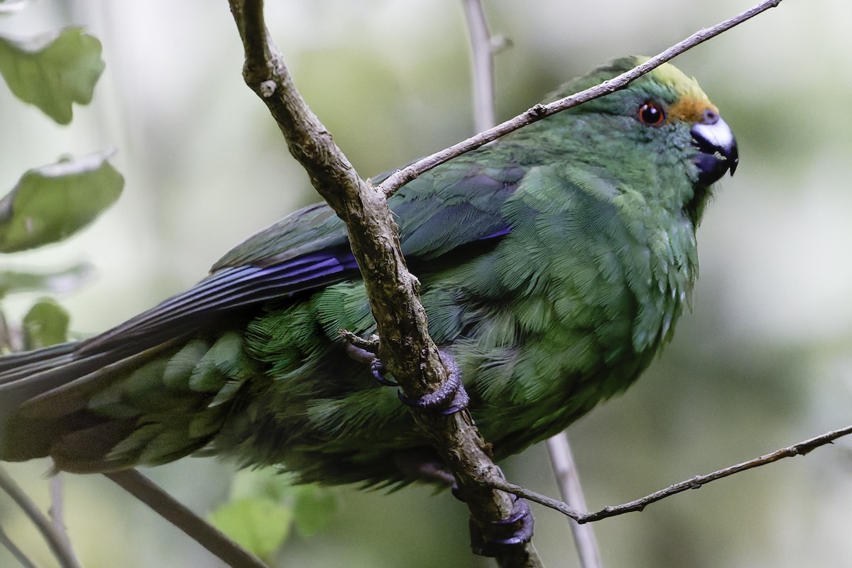 Malherbe's Parakeet - ML642340480