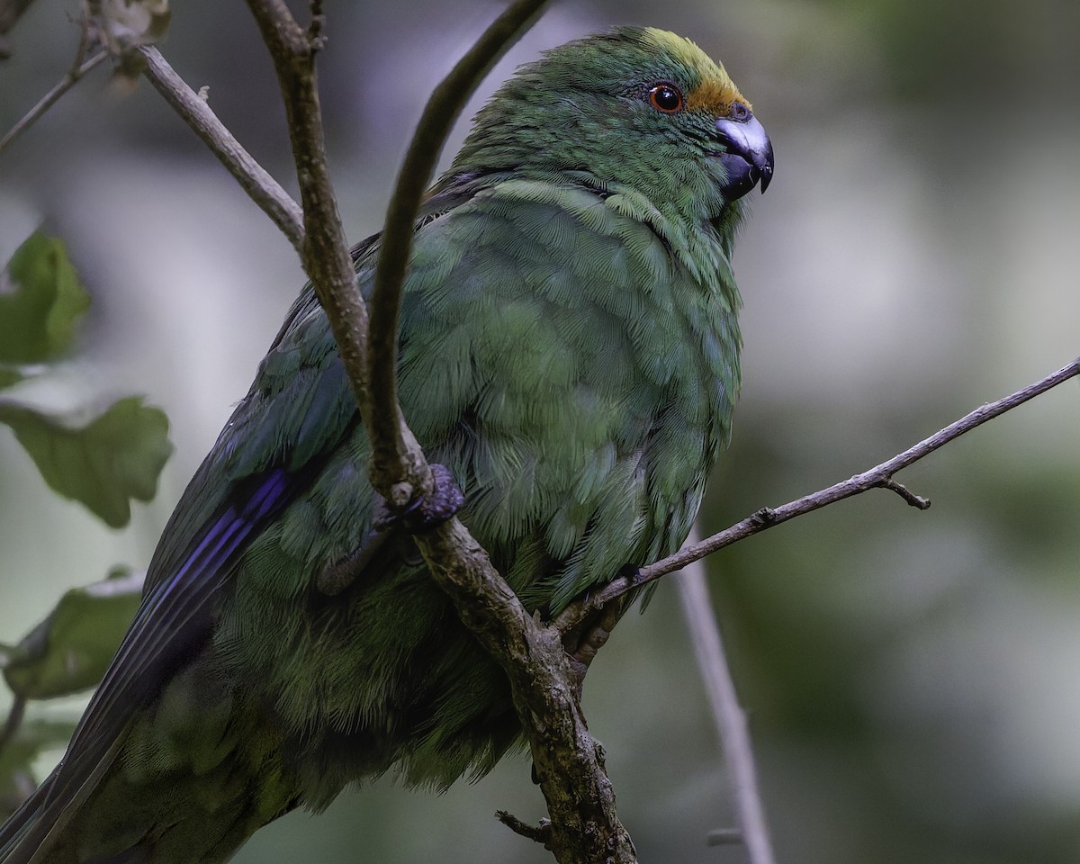 Malherbe's Parakeet - ML642340481