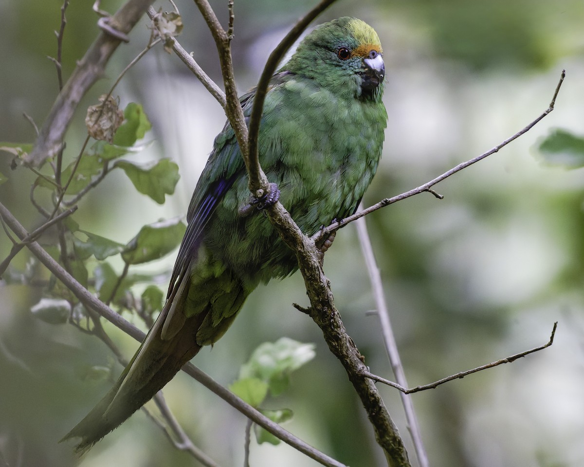 Malherbe's Parakeet - ML642340482