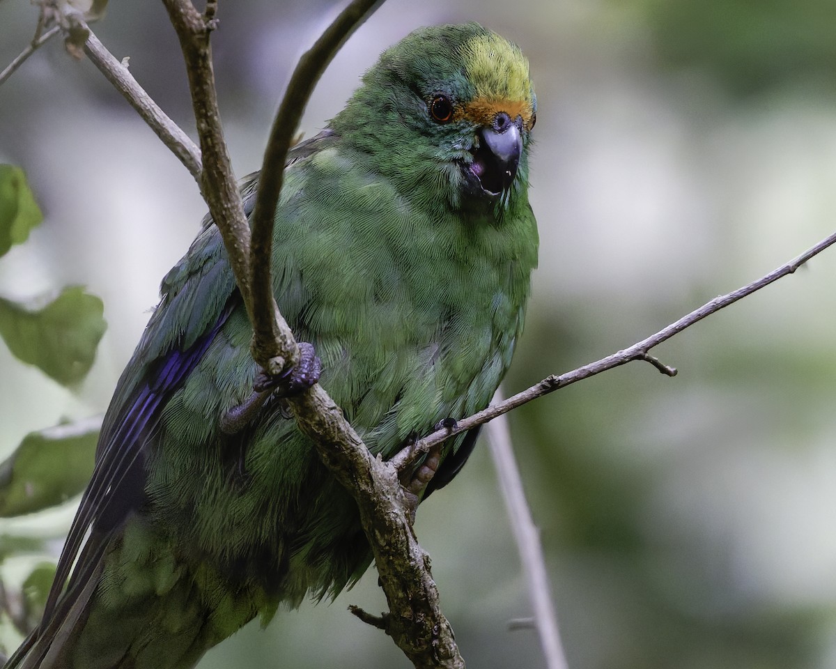 Malherbe's Parakeet - ML642340483