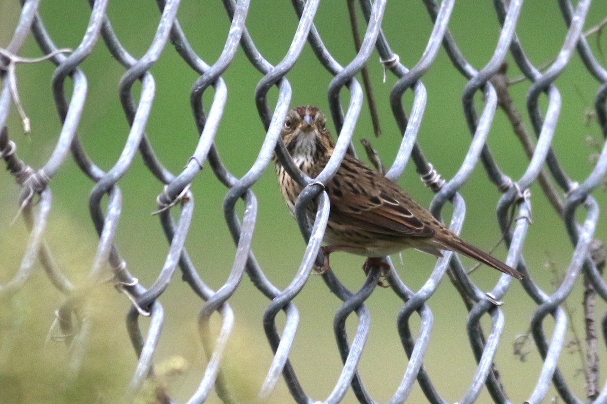 Lincoln's Sparrow - ML642340487