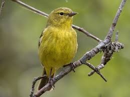 Orange-crowned Warbler - ML642340488
