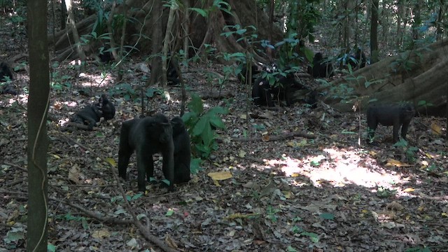 動物界 - ML642340493