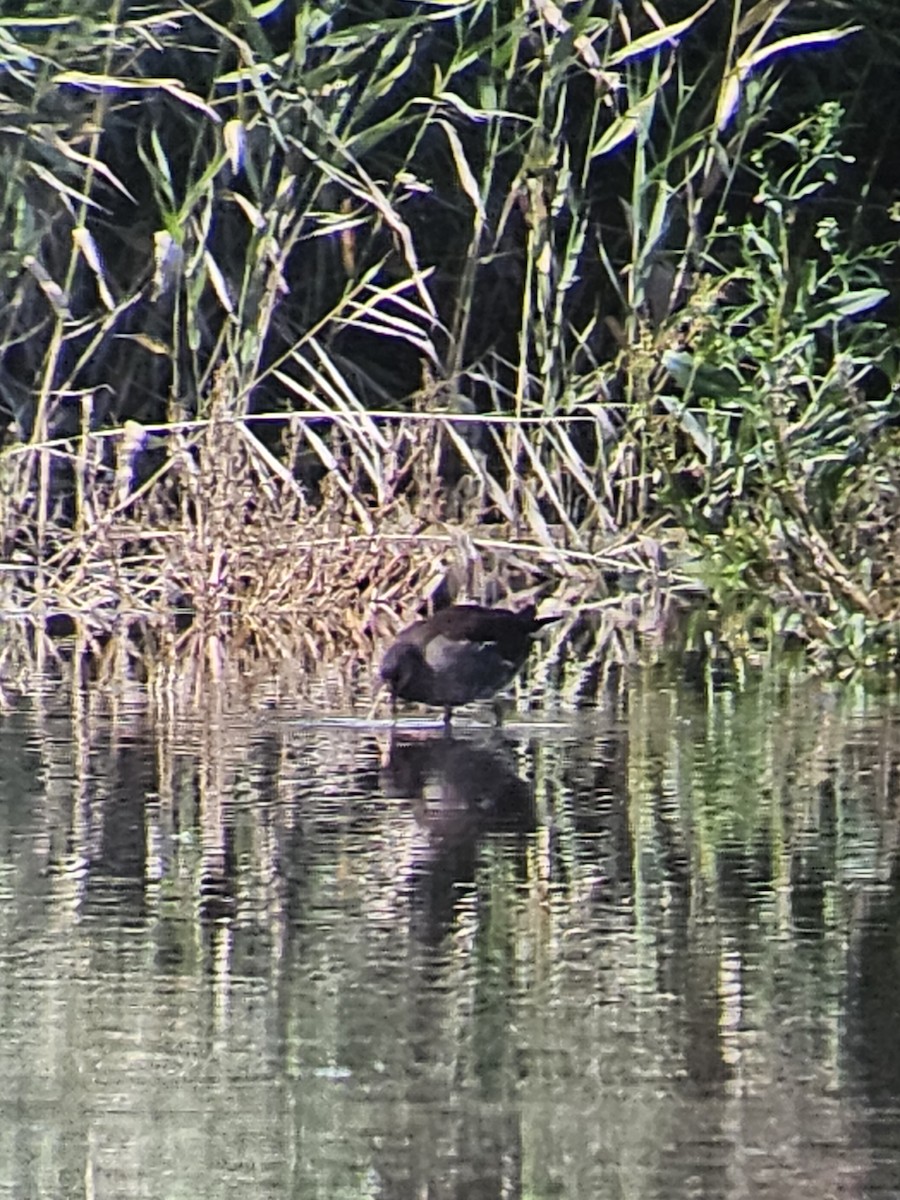 Gallinule poule-d'eau - ML642340495
