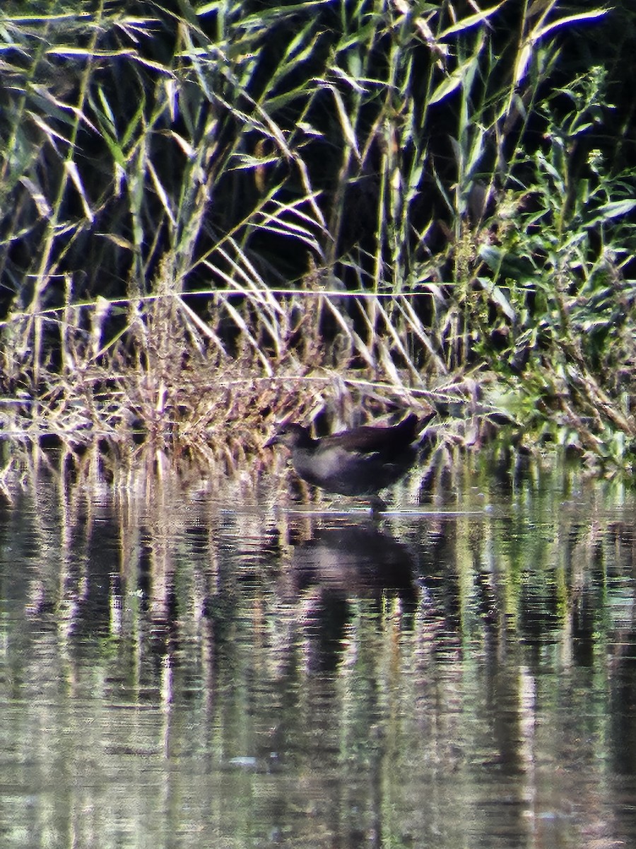 Gallinule poule-d'eau - ML642340496
