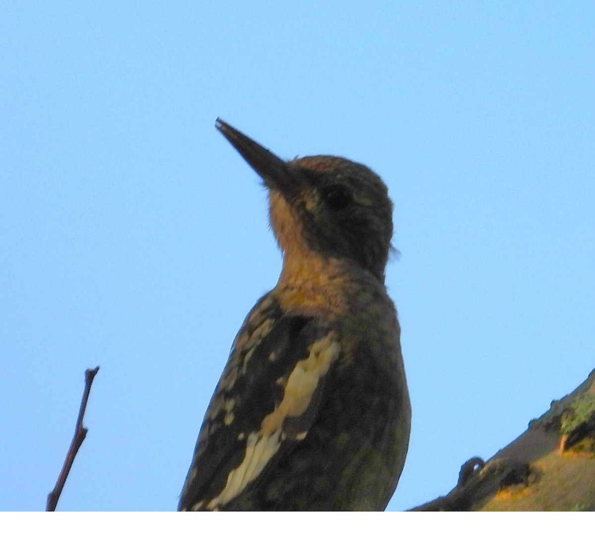Yellow-bellied Sapsucker - ML642340508