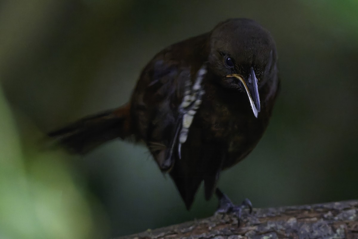 South Island Saddleback - ML642340526
