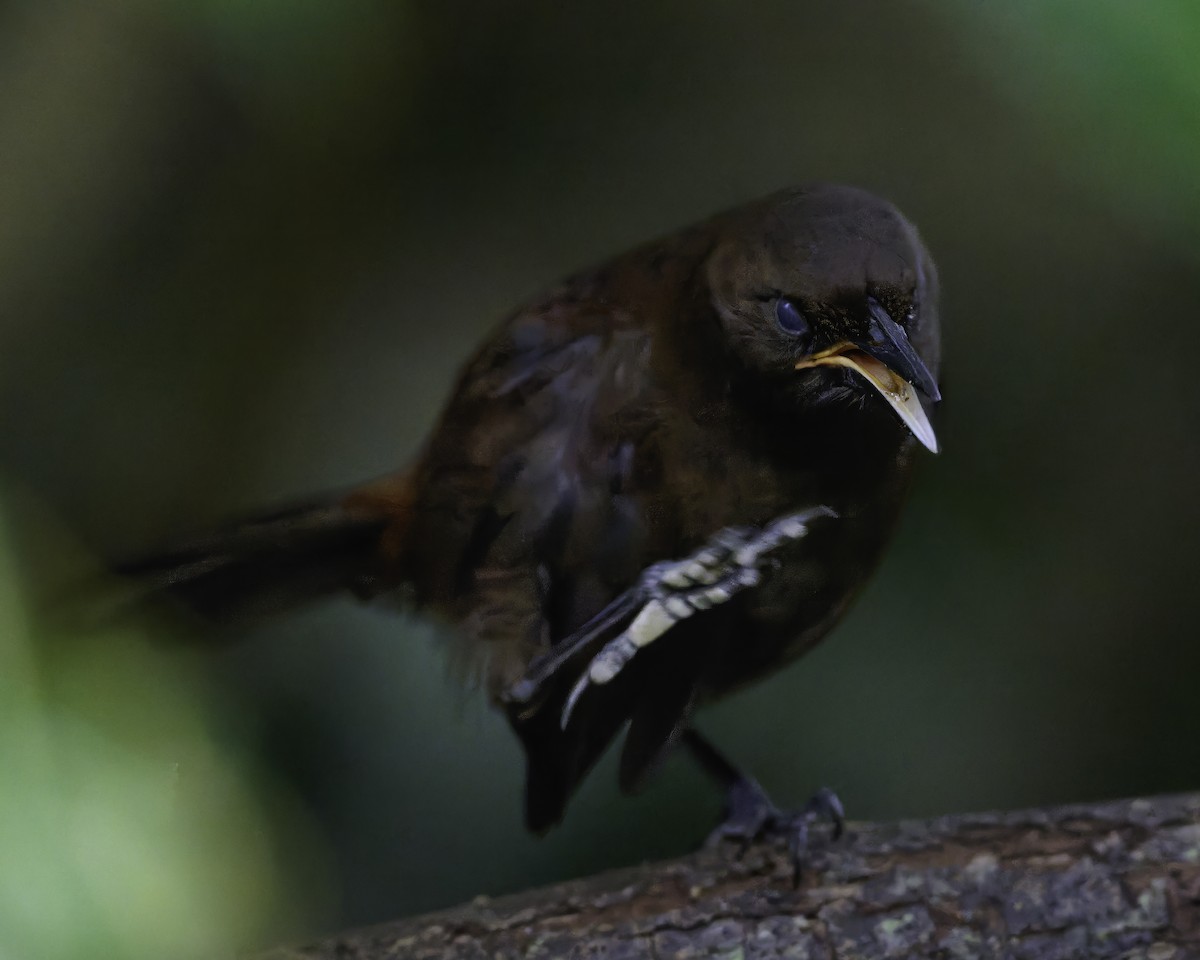 South Island Saddleback - ML642340527