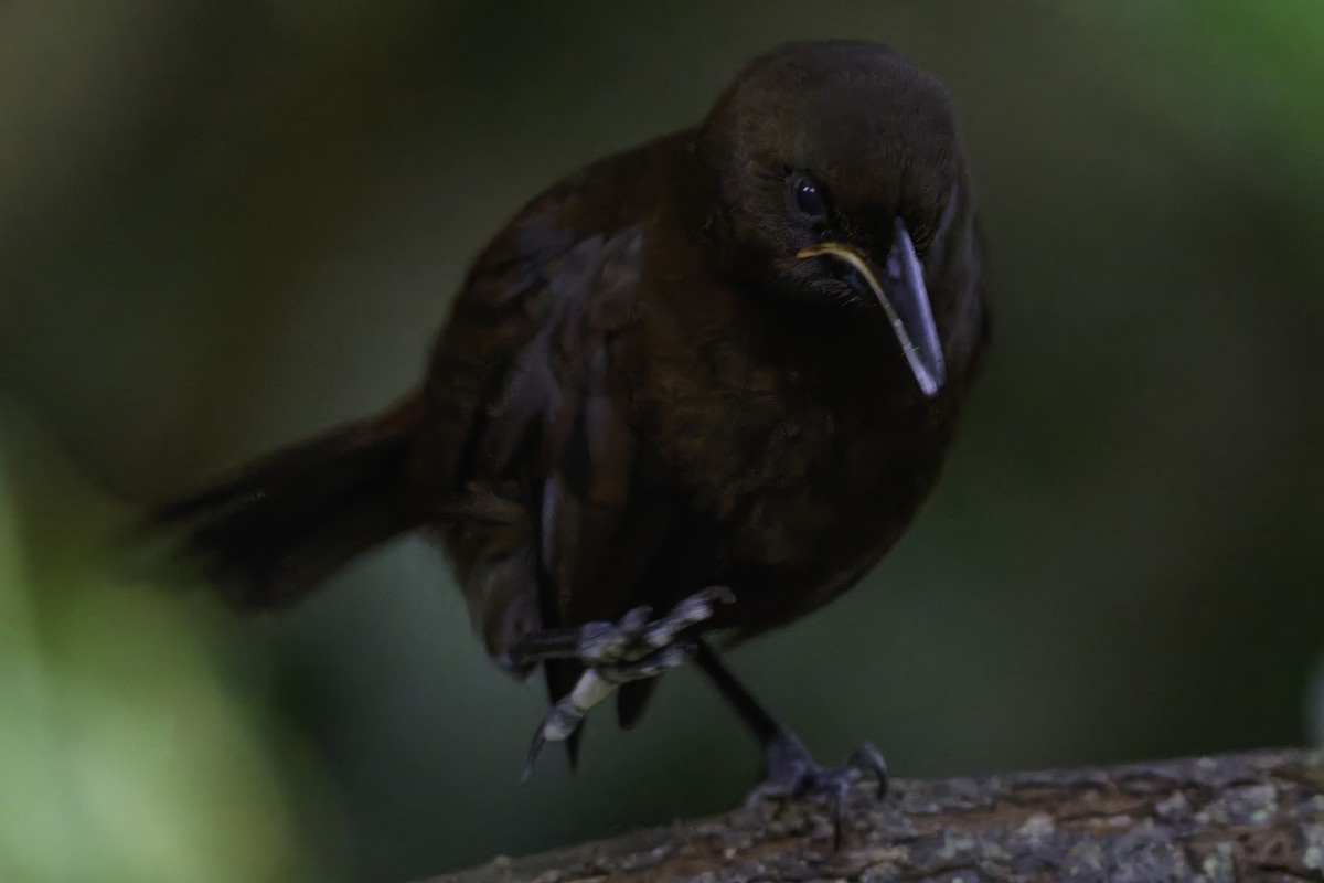 South Island Saddleback - ML642340528