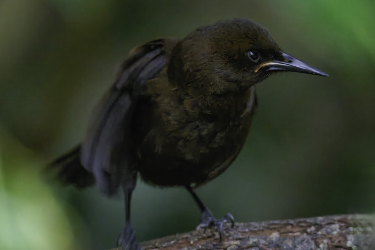 South Island Saddleback - ML642340529