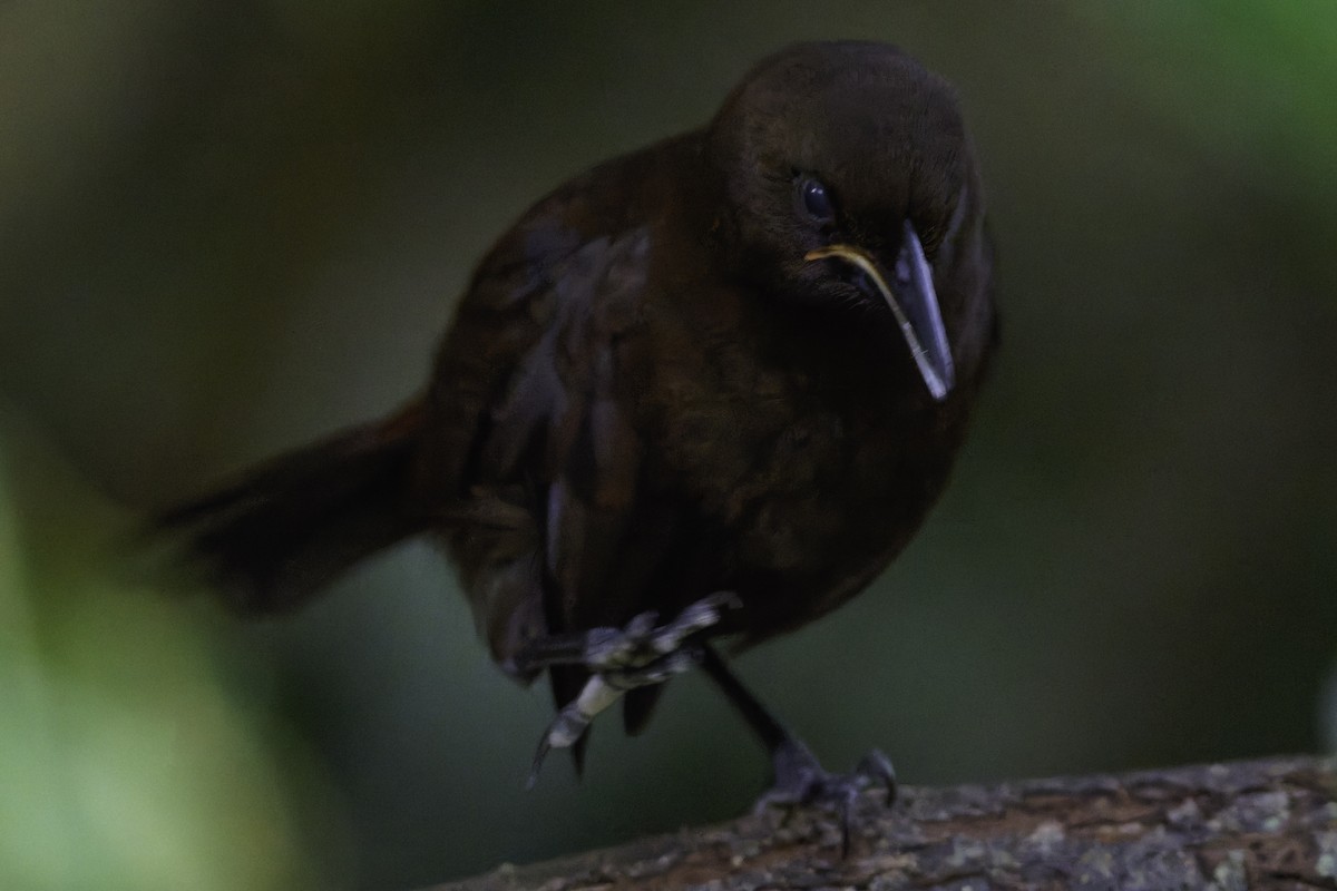 South Island Saddleback - ML642340530