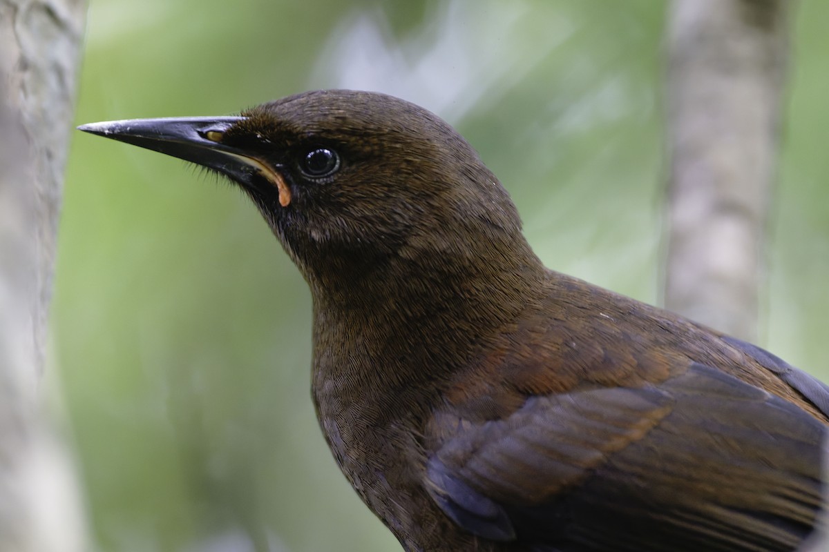 South Island Saddleback - ML642340531