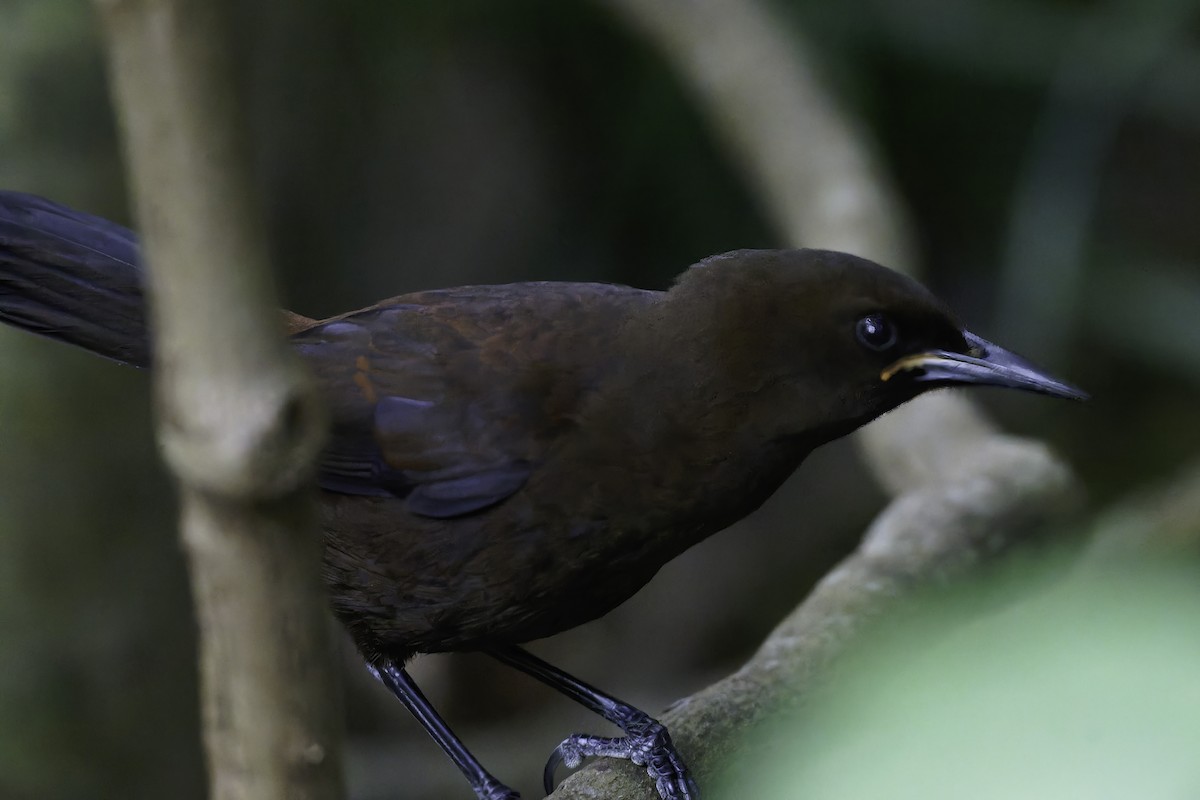South Island Saddleback - ML642340532