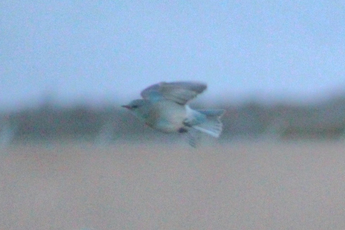 Mountain Bluebird - ML642340558