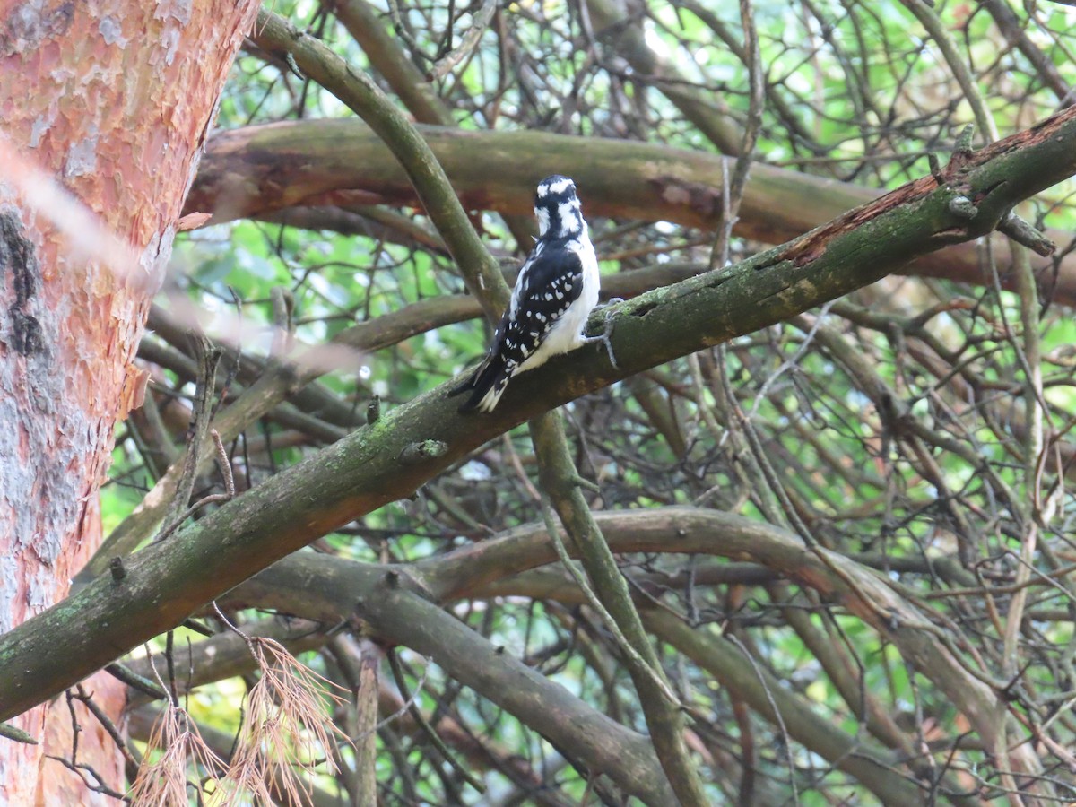 Downy Woodpecker - ML642340560