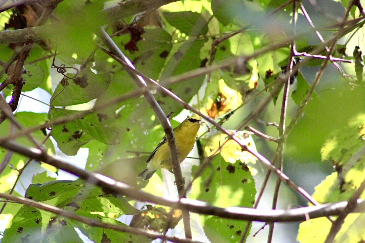 Blue-winged Warbler - ML642340572