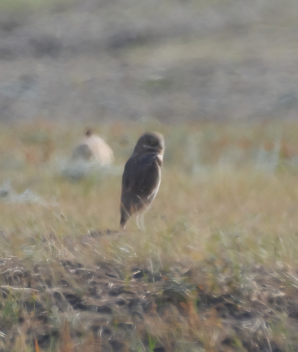 Burrowing Owl - ML642340579