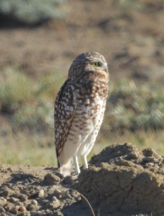 Burrowing Owl - ML642340580