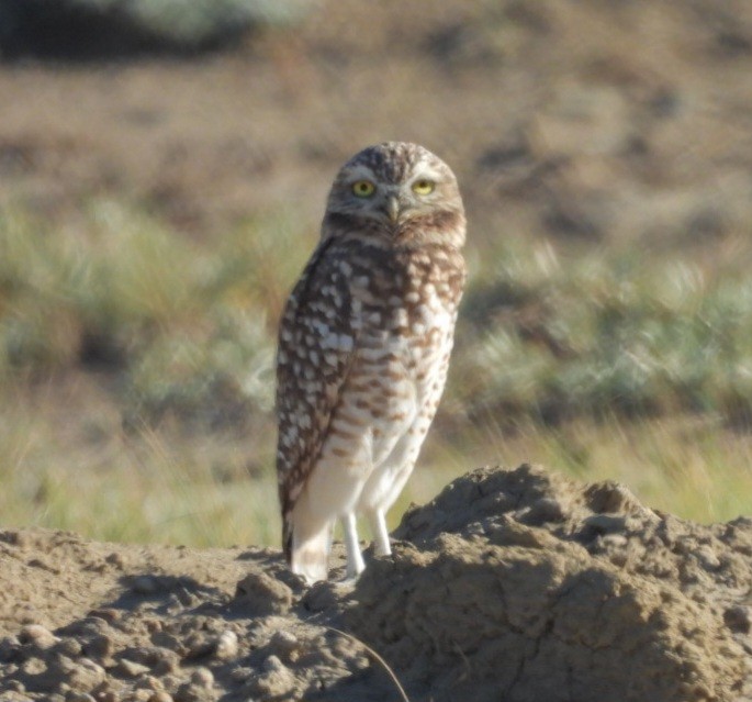 Burrowing Owl - ML642340581