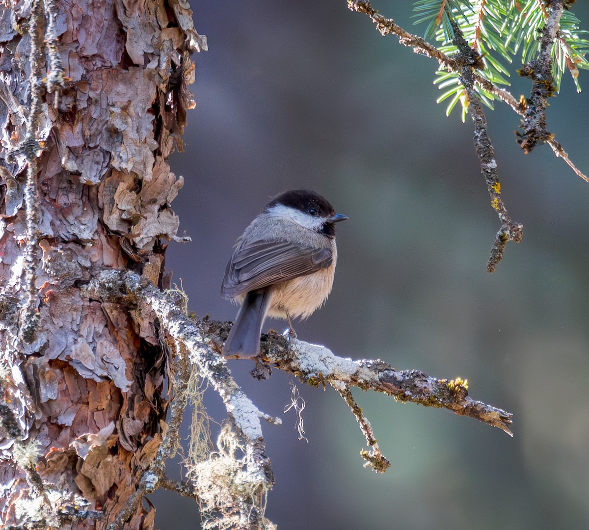Sichuan Tit - ML642340601