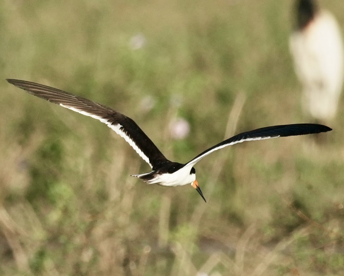 Black Skimmer - ML642340602