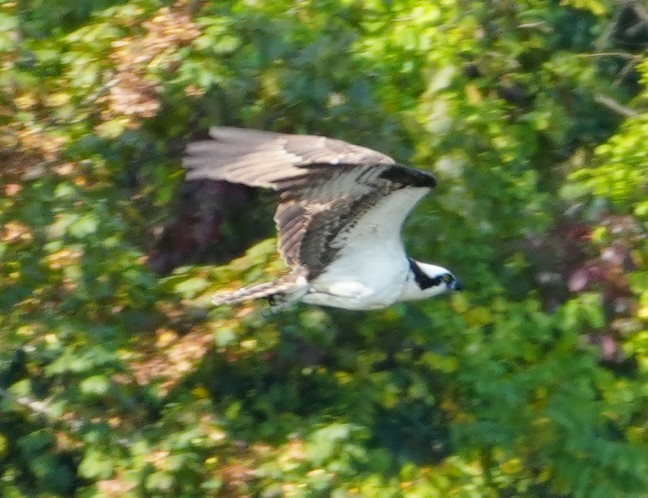 Osprey - ML642340609