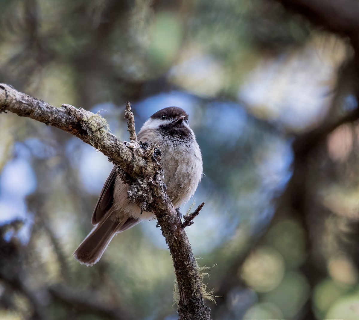 Sichuan Tit - ML642340611