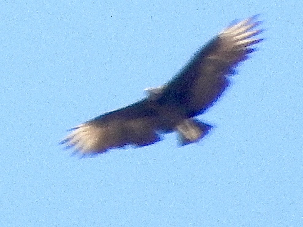 Urubu noir - ML642340638