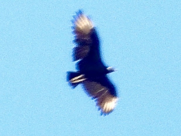 Urubu noir - ML642340639