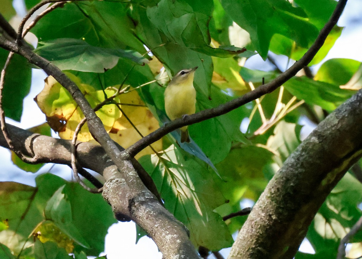 Philadelphia Vireo - ML642340643