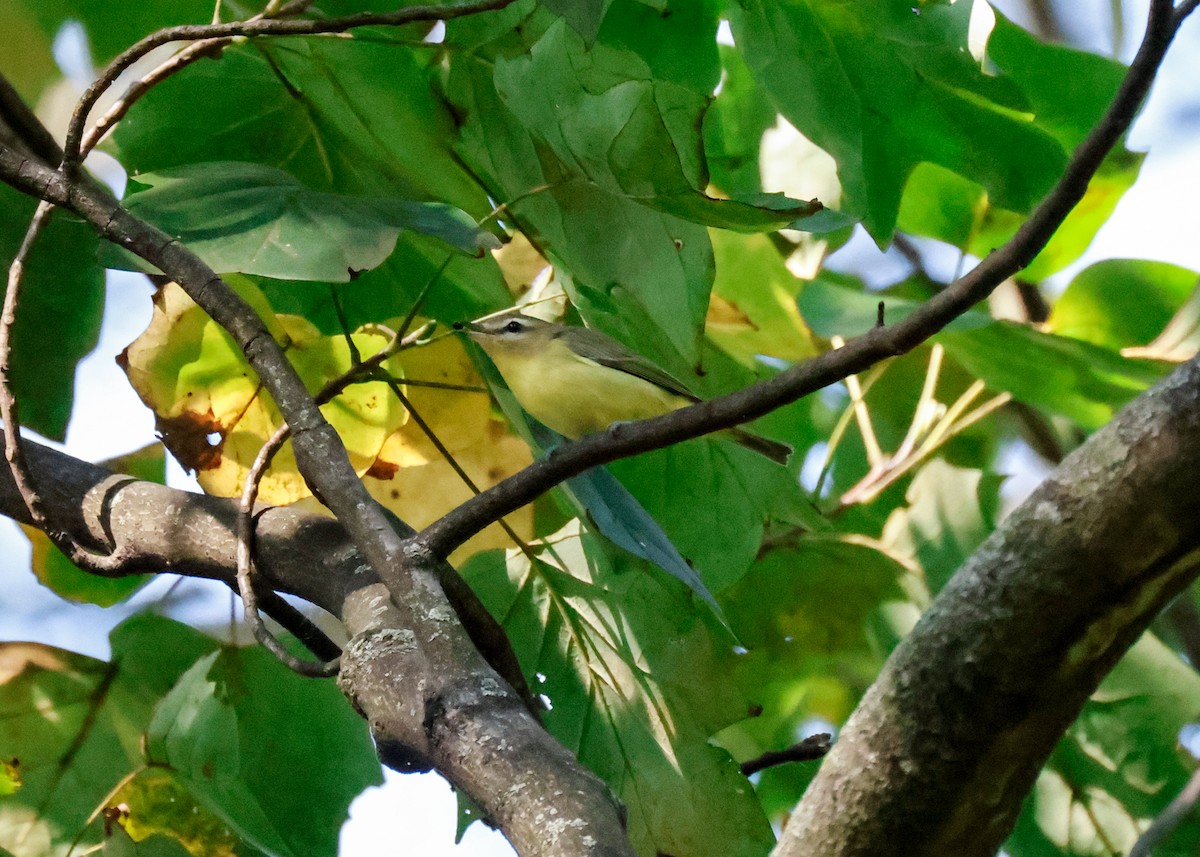 Philadelphia Vireo - ML642340644