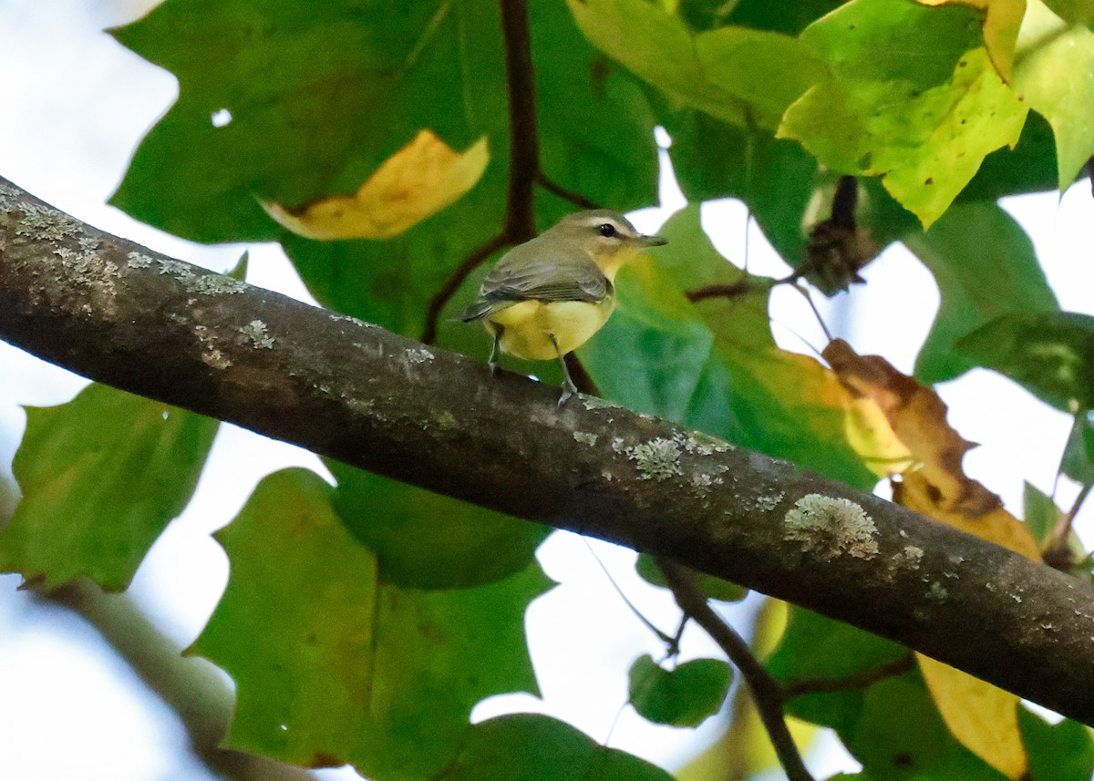 Philadelphia Vireo - ML642340645