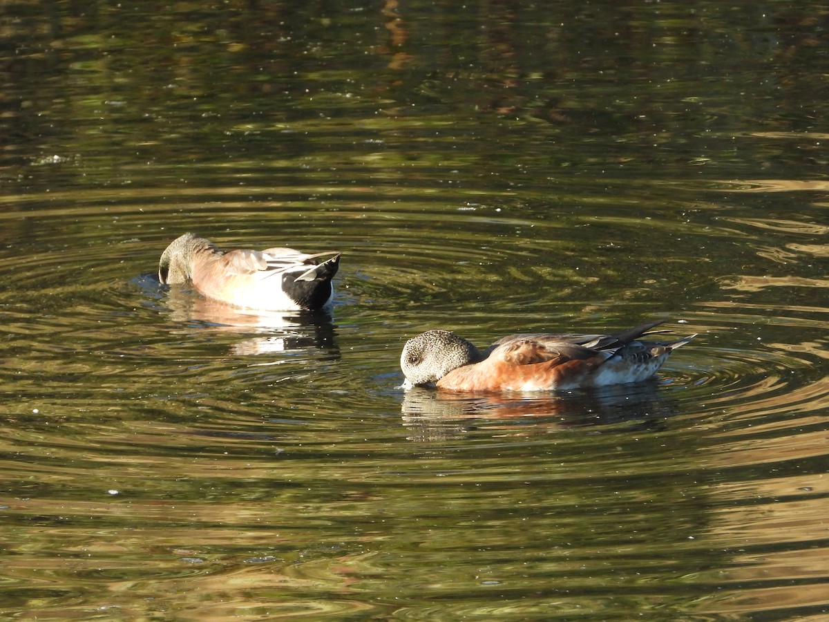 American Wigeon - ML642340678