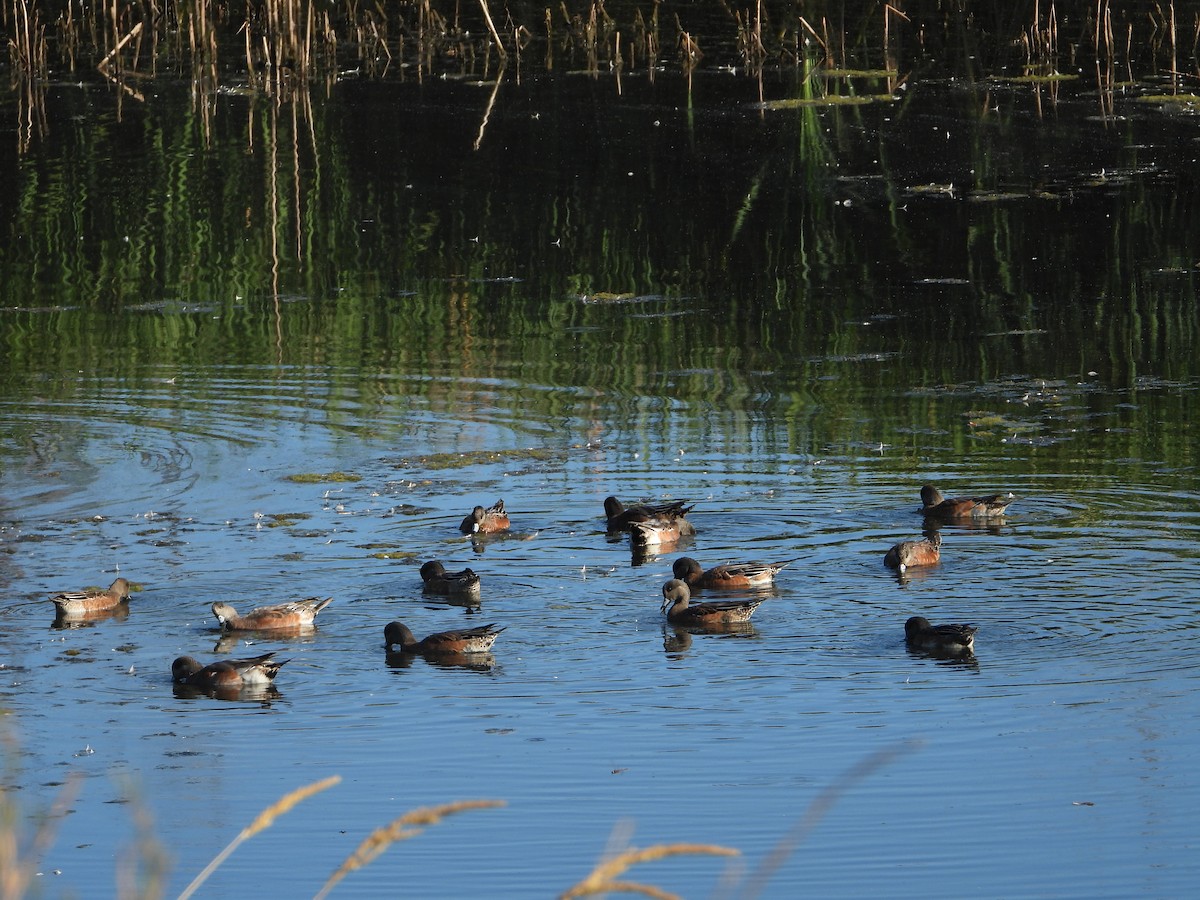 American Wigeon - ML642340679