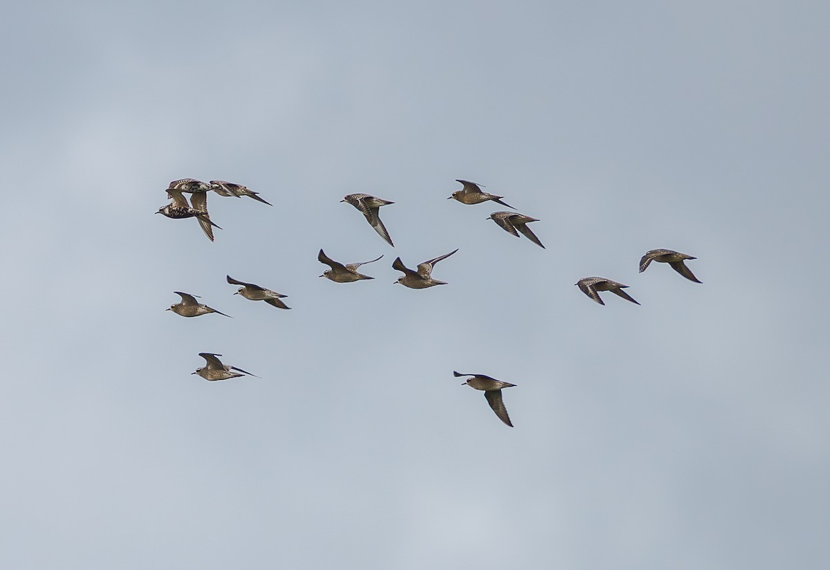 American Golden-Plover - ML642340685