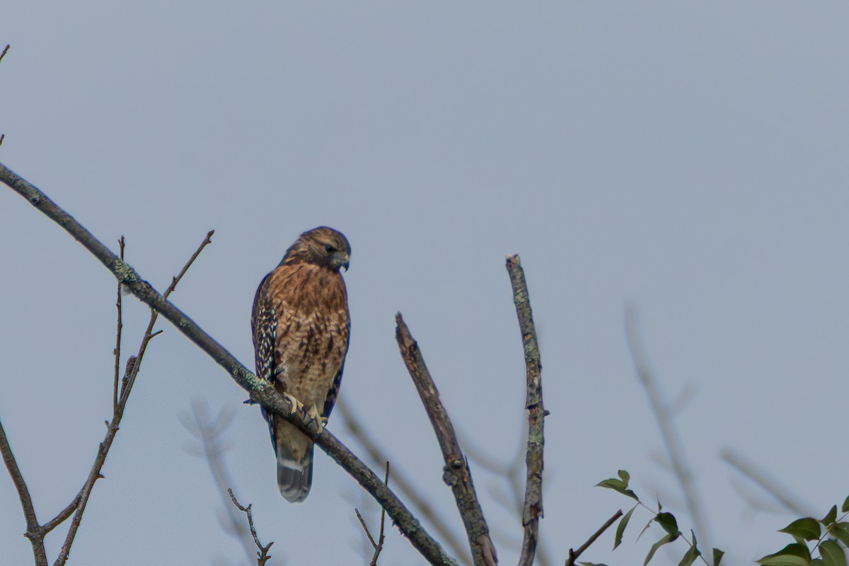 Red-shouldered Hawk - ML642340704