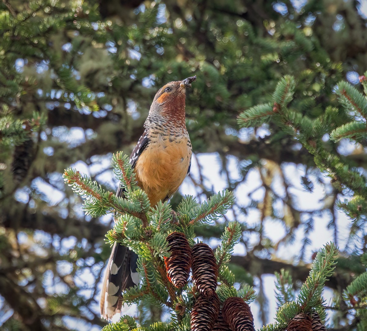 Giant Laughingthrush - ML642340705