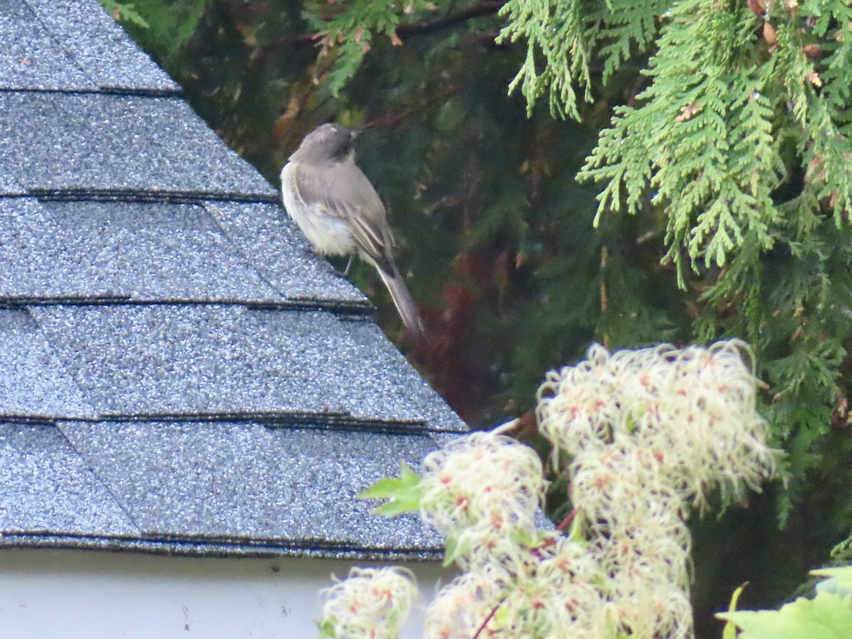 Eastern Phoebe - ML642340706