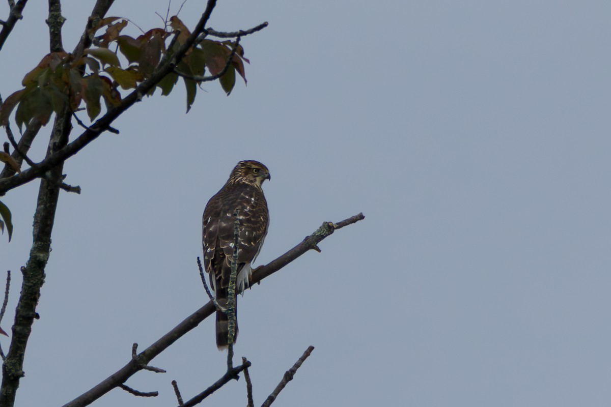 Cooper's Hawk - ML642340708