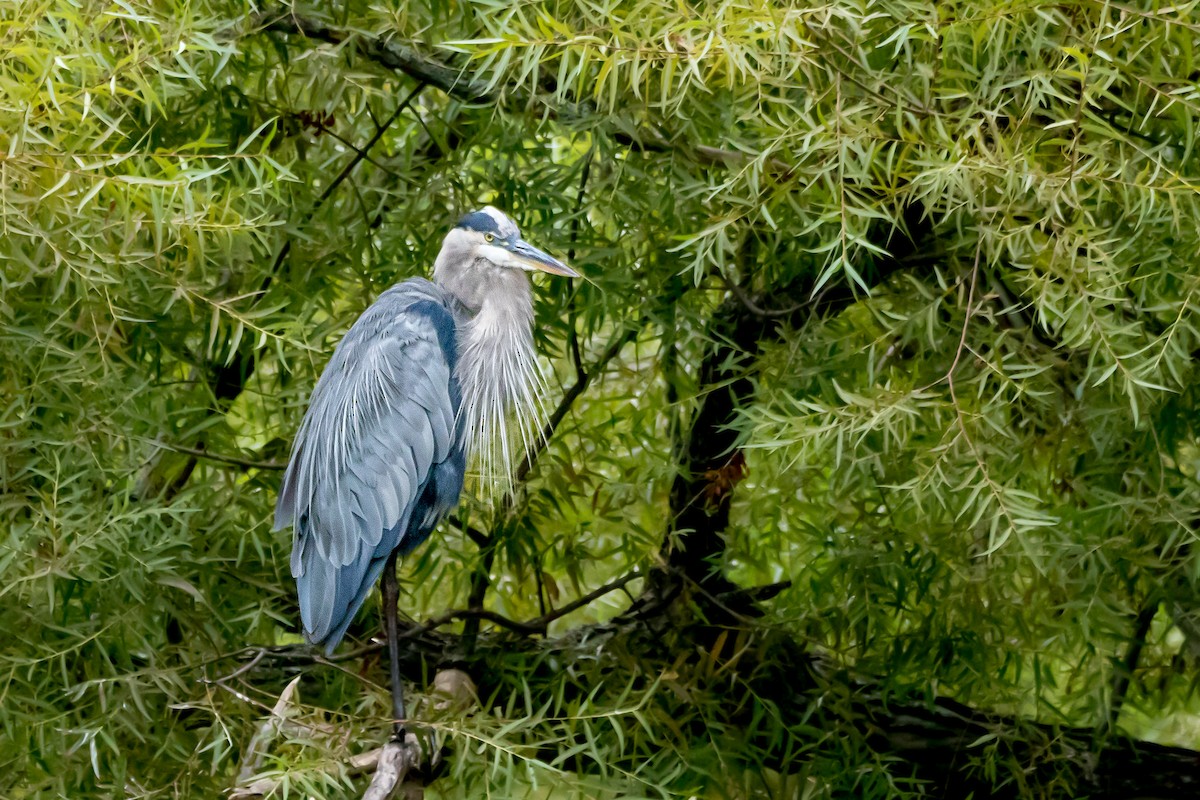 Great Blue Heron - ML642340720