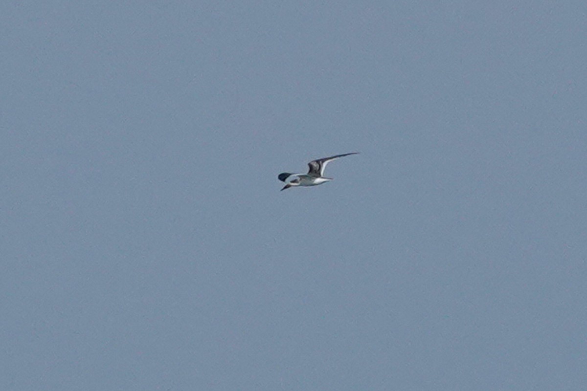 Black Skimmer - ML642340723