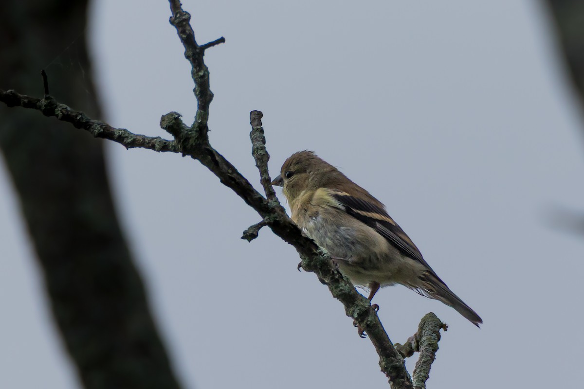 American Goldfinch - ML642340732