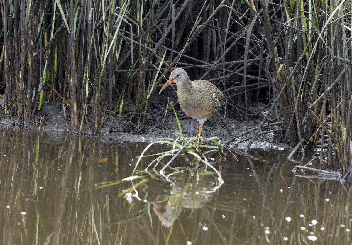 Clapper Rail - ML642340740