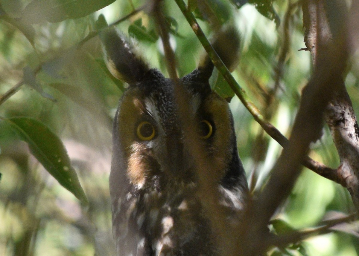 Hibou moyen-duc - ML642340749